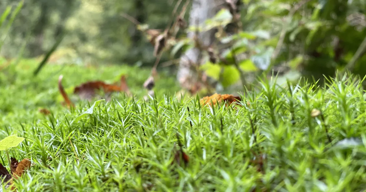 Nature